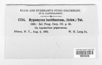 Hypomyces lactifluorum image